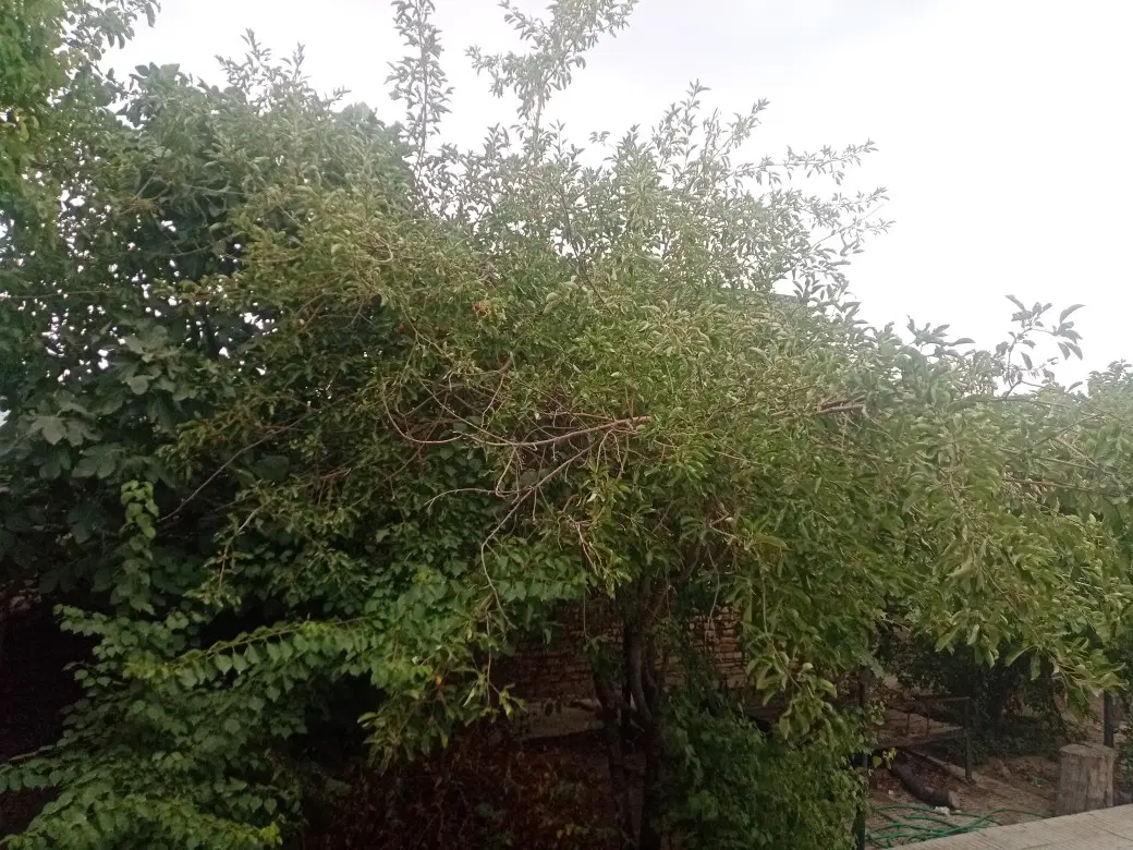 خانه ویلایی خیابان آزادگان