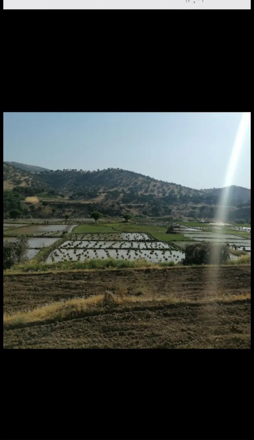 زمین برنج کاری