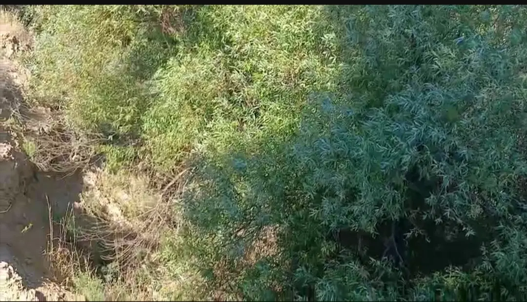 زمین ششدار