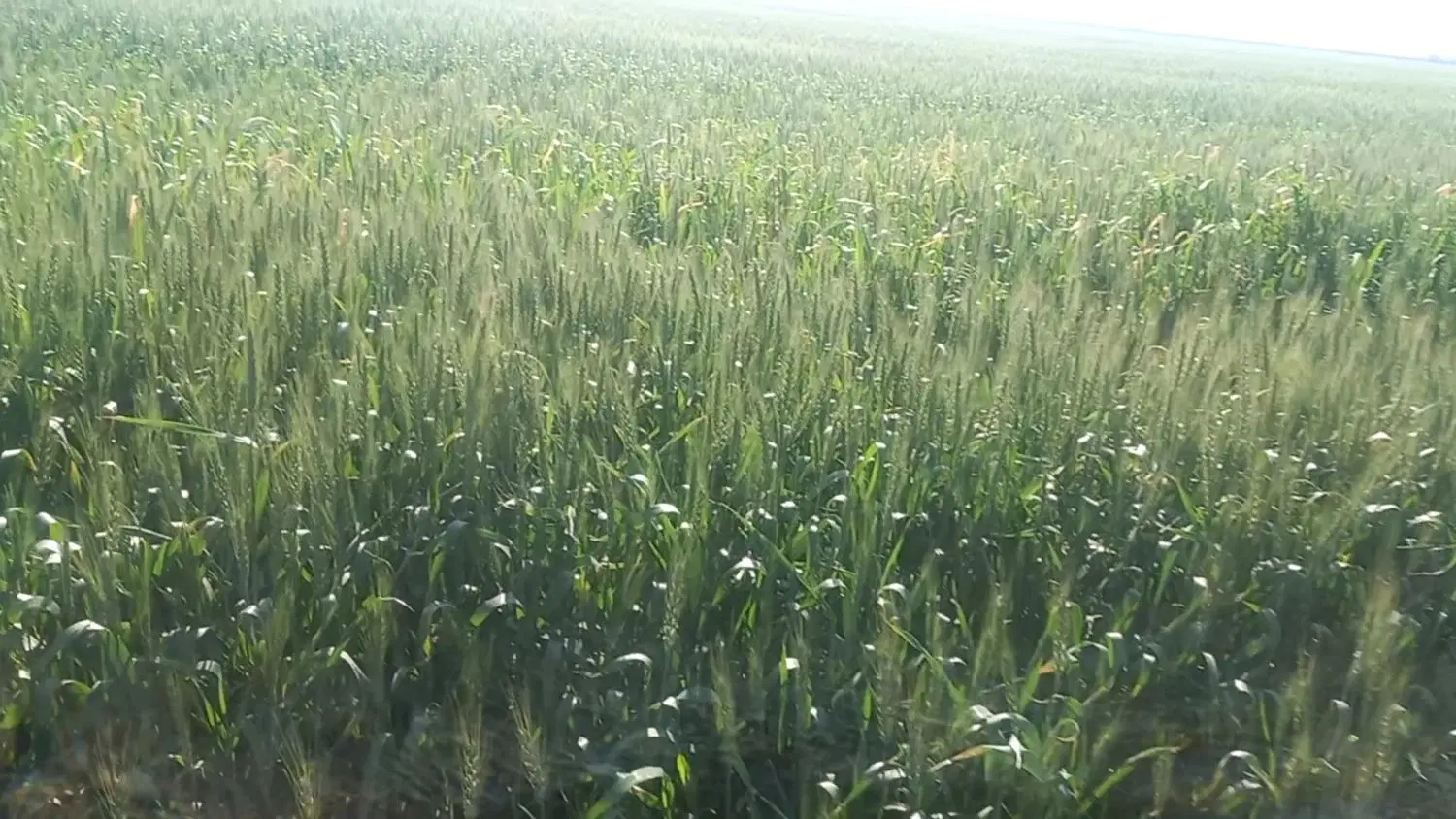 زمین کشاوزری  .الباجی