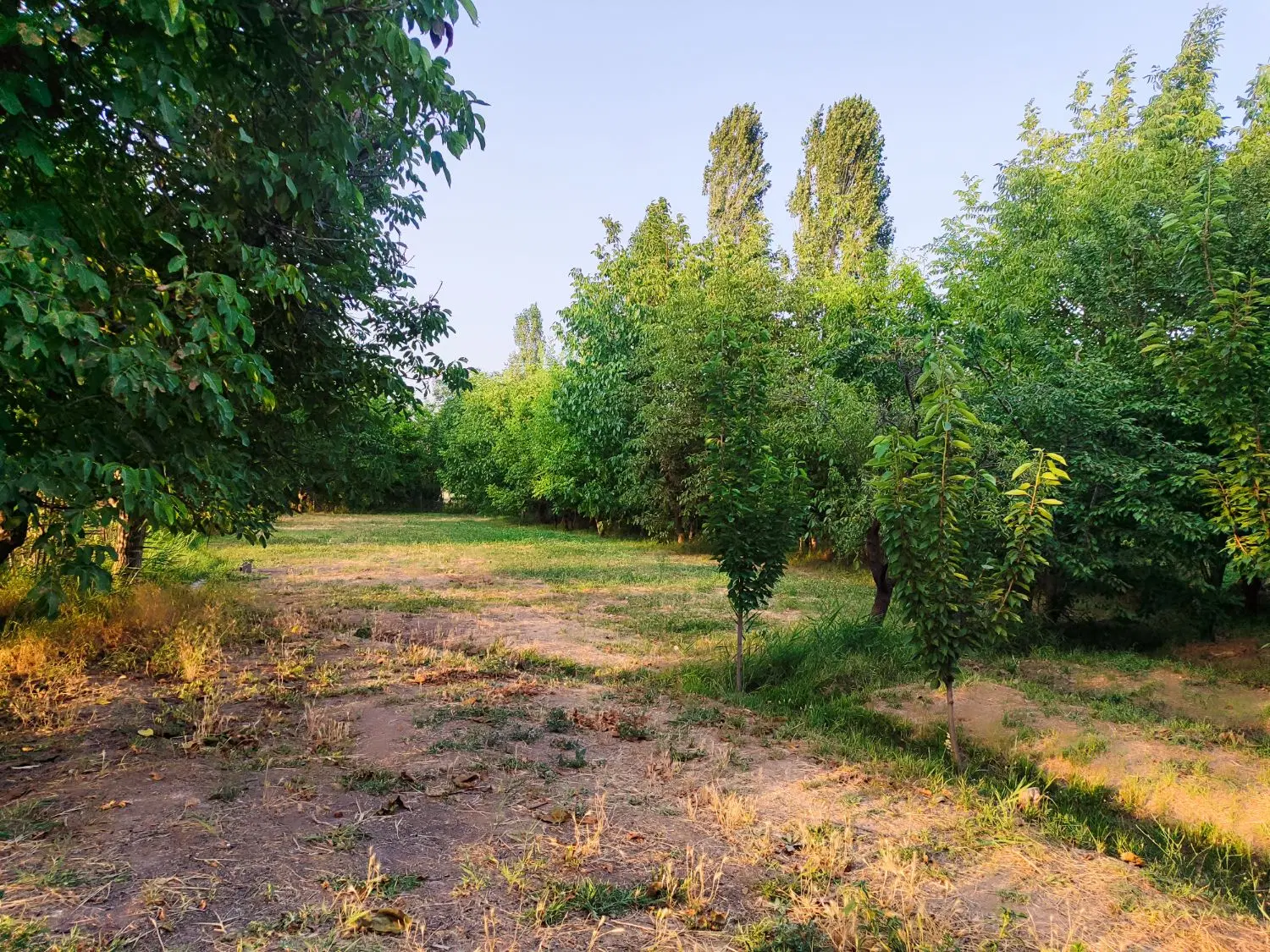 باغ در ینگه قله