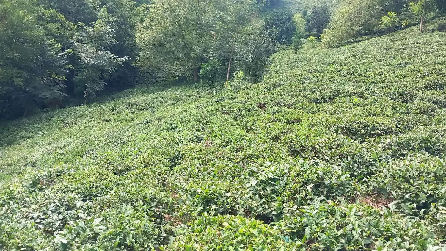 باغ چای