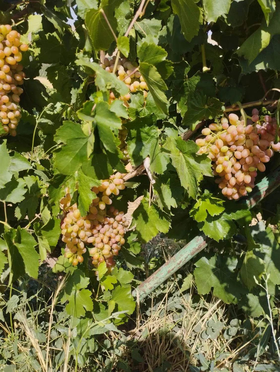 باغ ۷طناب سنتو کنار پتروشیمی ۴۰ سهم اب
