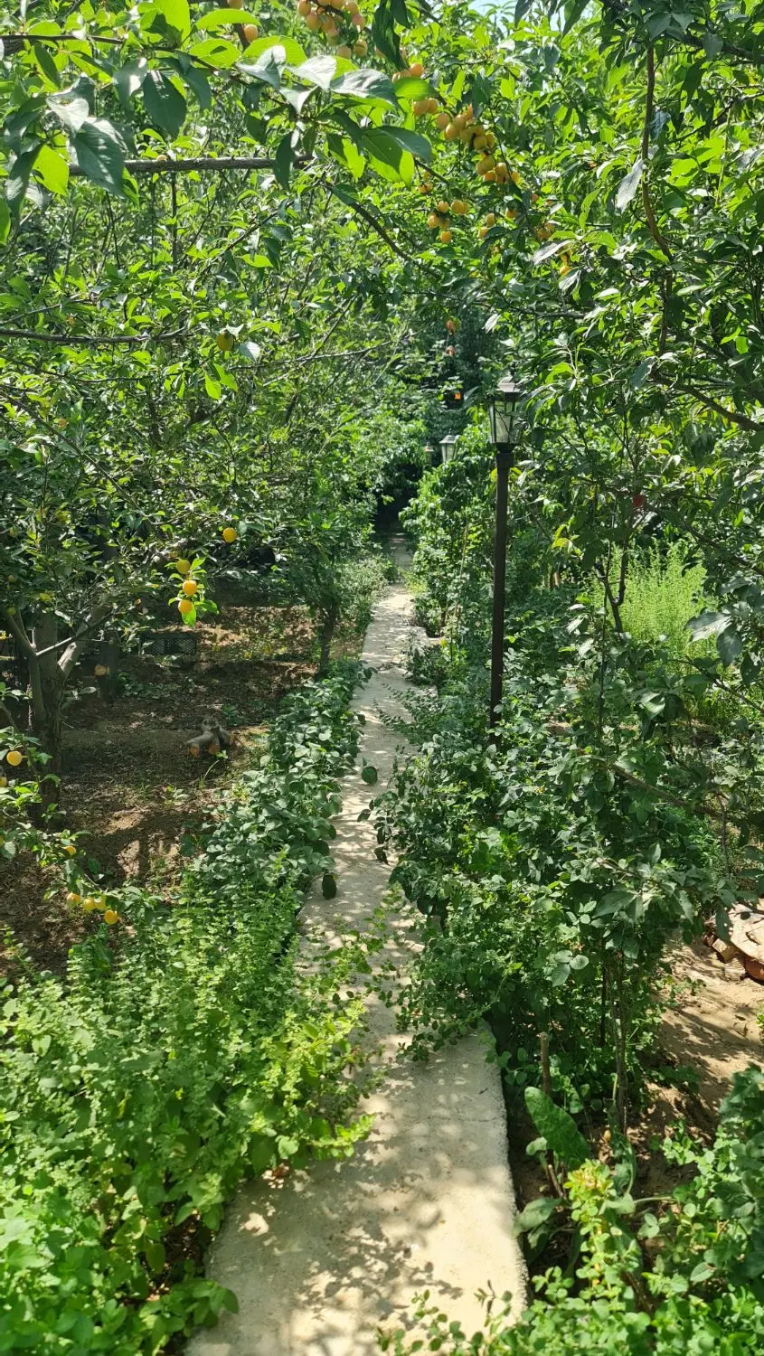 باغ میوه ۱۳۰۰ متری