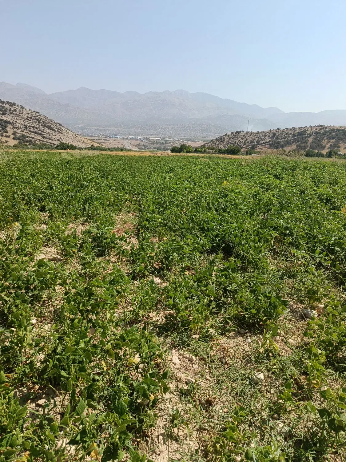 ملک فروشی