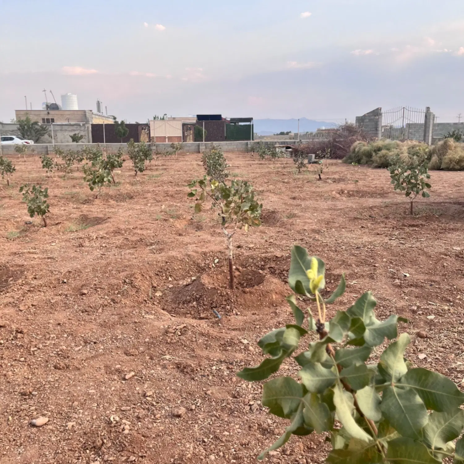باغ پسته یاقوت آباد