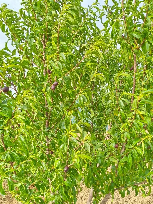باغ ـ زمین ـ تک برگ سند ـ گاوخانه (مهر دشت)