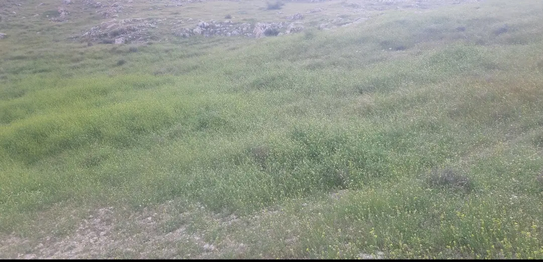 زمین