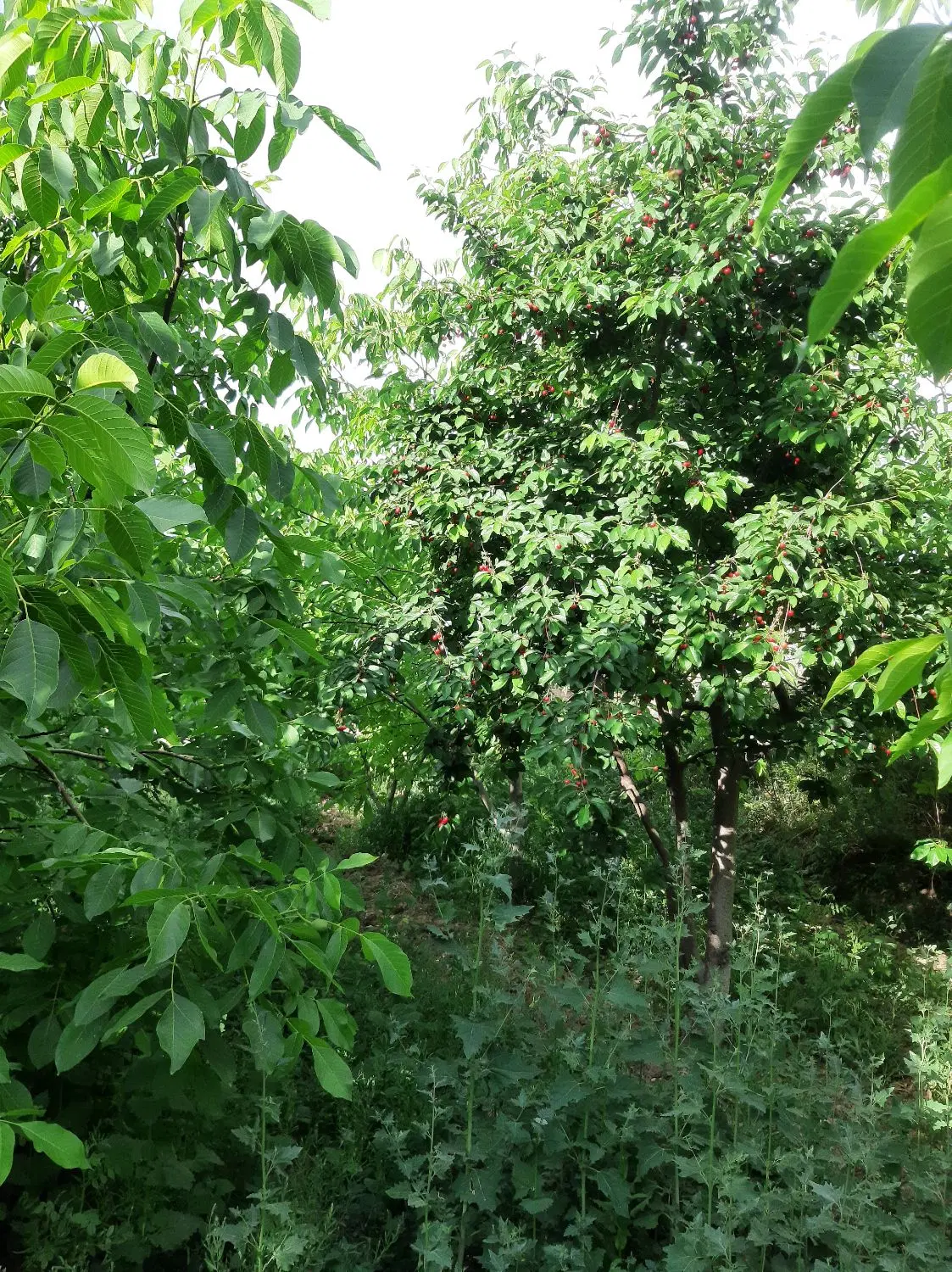 باغ و زمین باصفا_معاوضه_ کارده