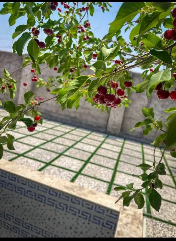 فروش،باغچه،باغ،دامداری باغ ویلا