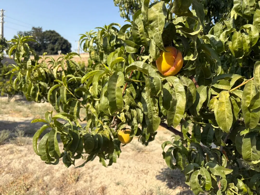 باغ میوه و زمین کشاورزی