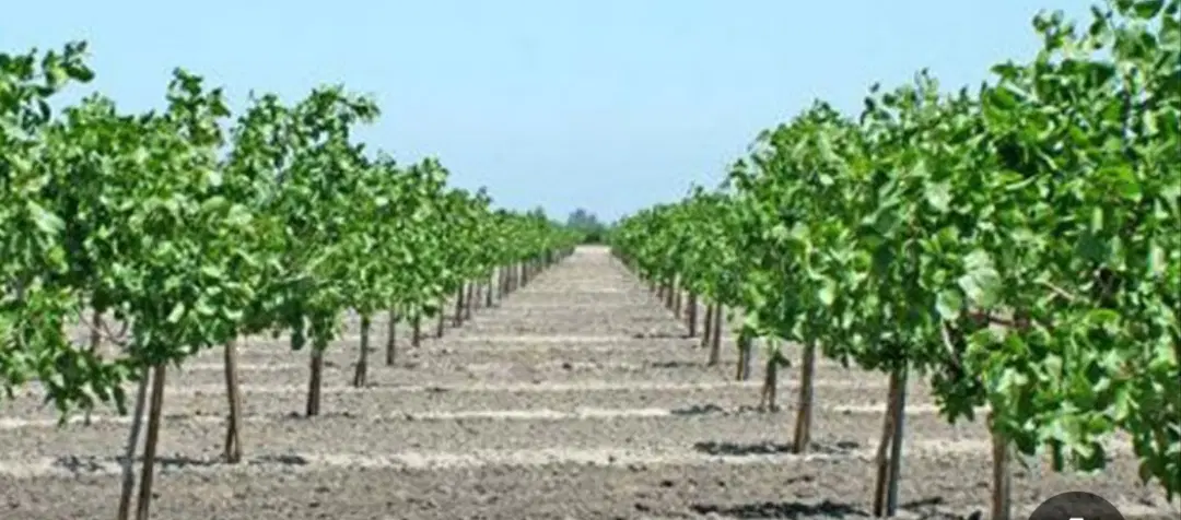 فروش سه عدد قواره زمین  دویست متری
