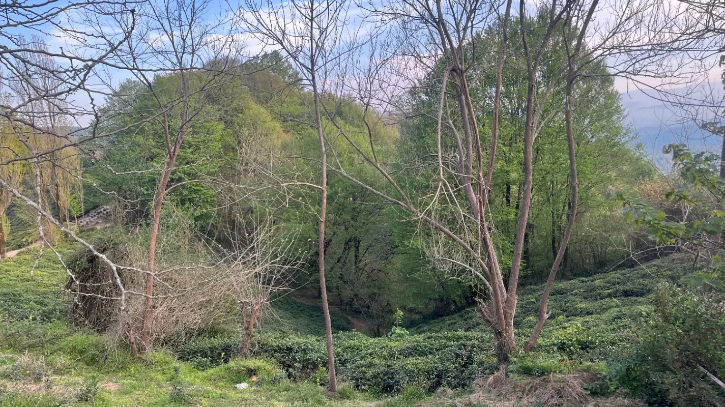 زمین نسیم یک1