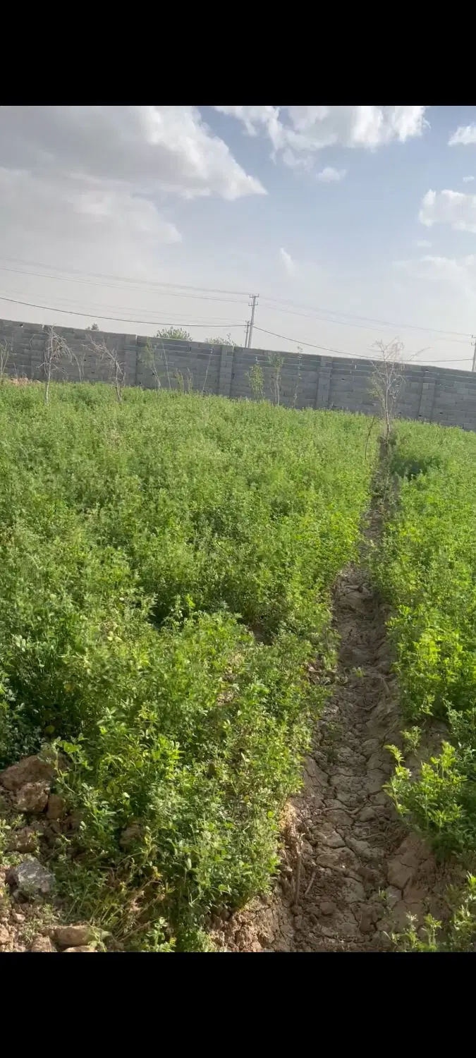 یک قطعه زمین 280 متری چهاردیواری