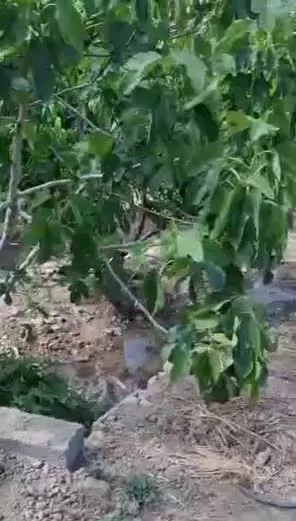 فروش باغ