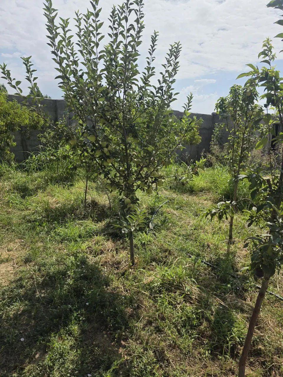 زمین بوستانهای چهارباغ