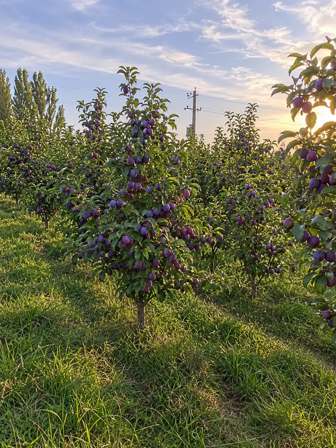 باغ آلو خاکی