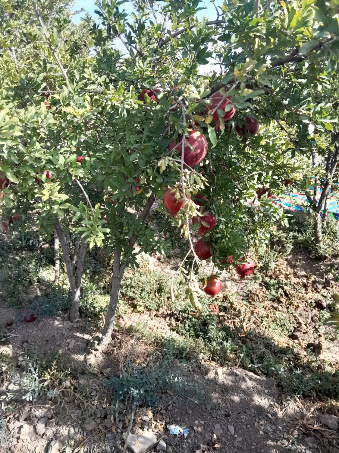باغ انار