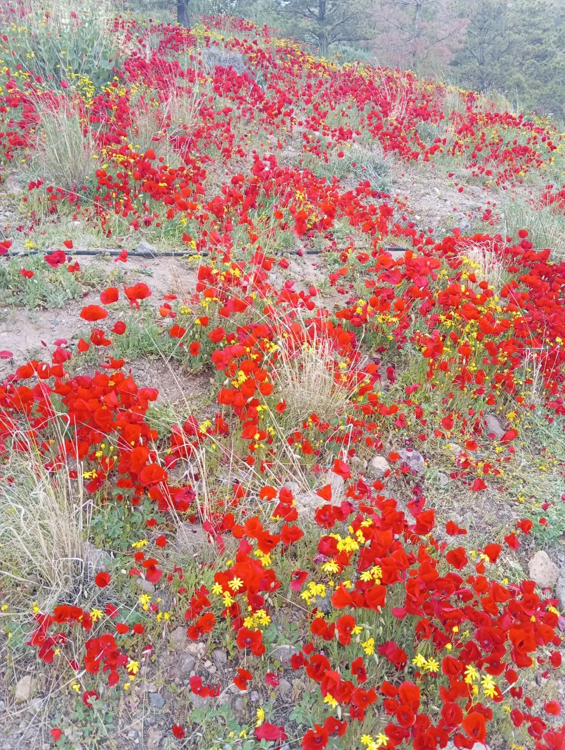 زمین در ایلخچی