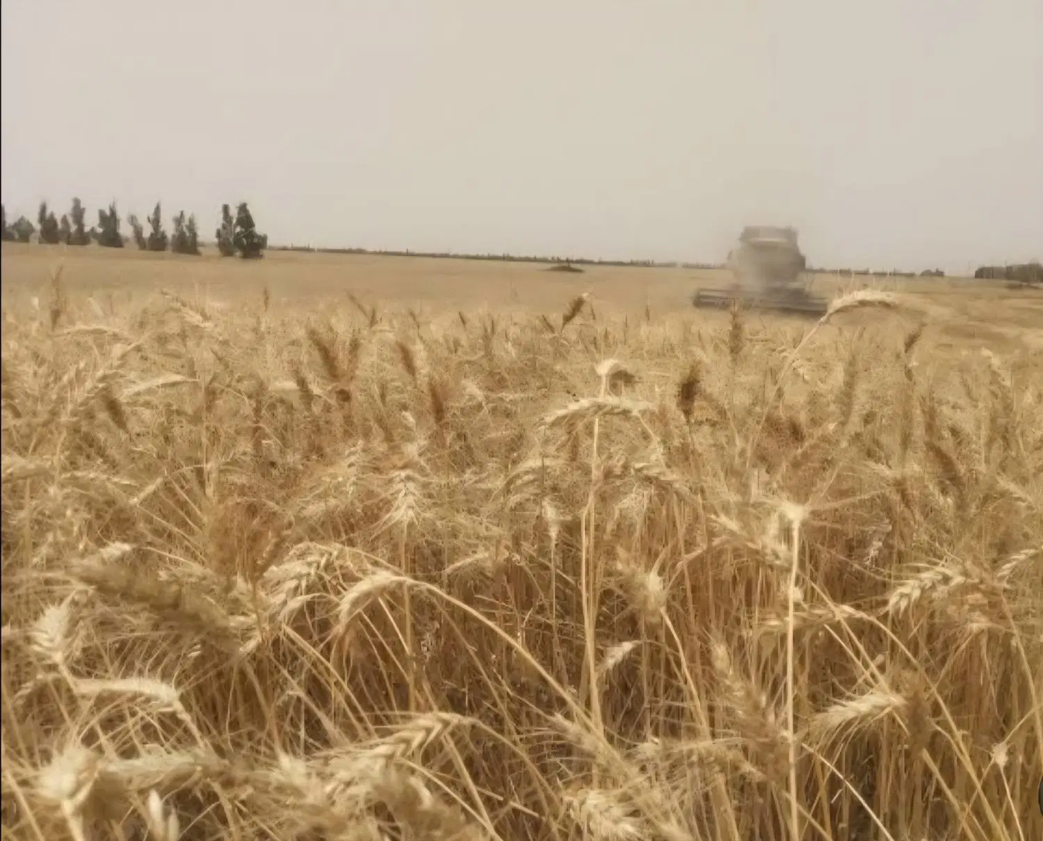 اجاره زمین کشاورزی