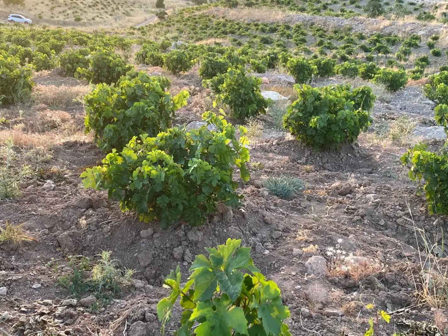 فروش باغ