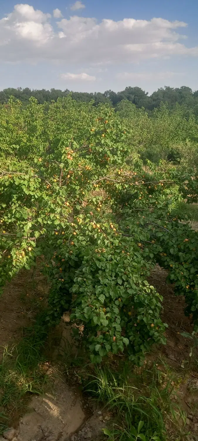 زمین ویلایی برای ساخت وساز