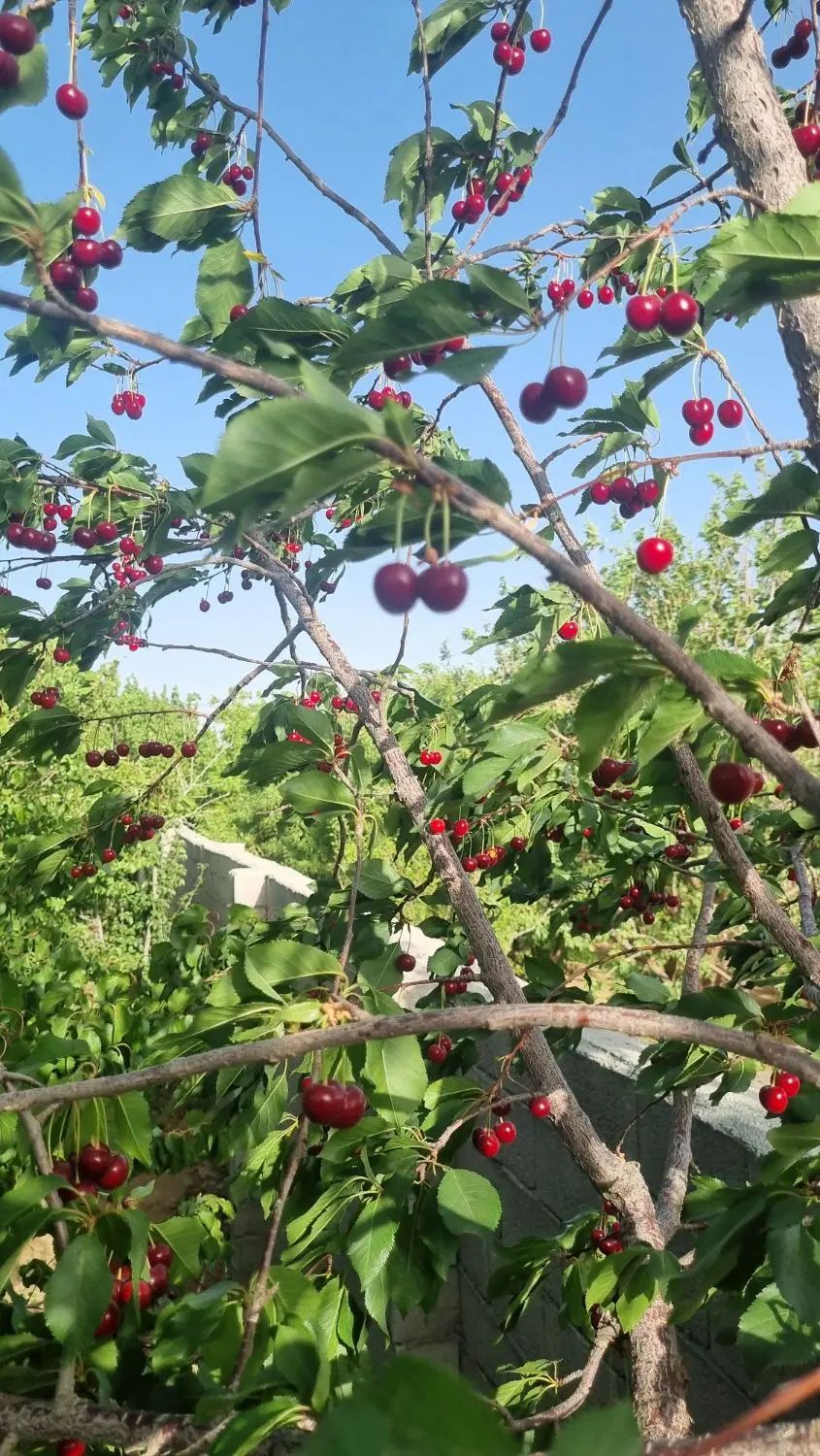 باغ گلدشت ۹۰۰ متری درخت ۱۵ ساله درجه یک