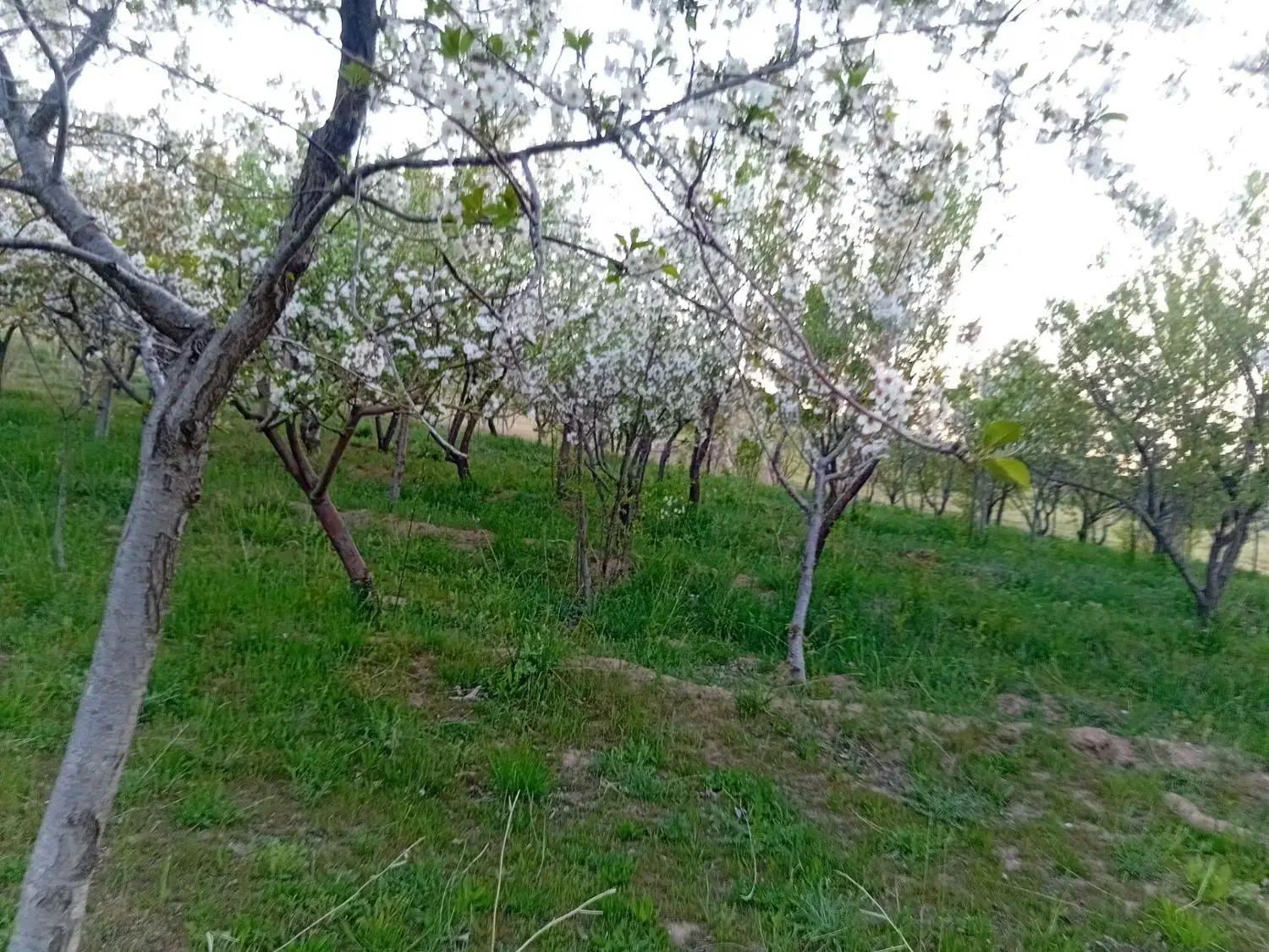 زمین کشاورزی