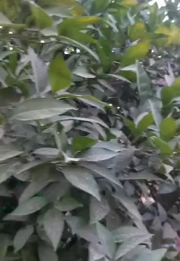 کرایه ویلا باغ دزفول