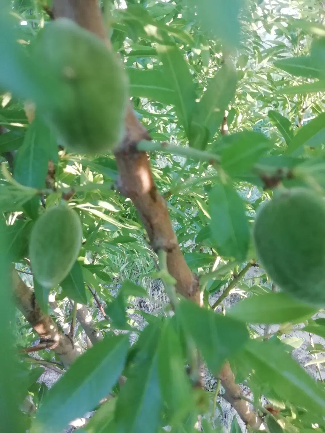 زمین مسکونی ــ باغی داریم، چه زمینی...