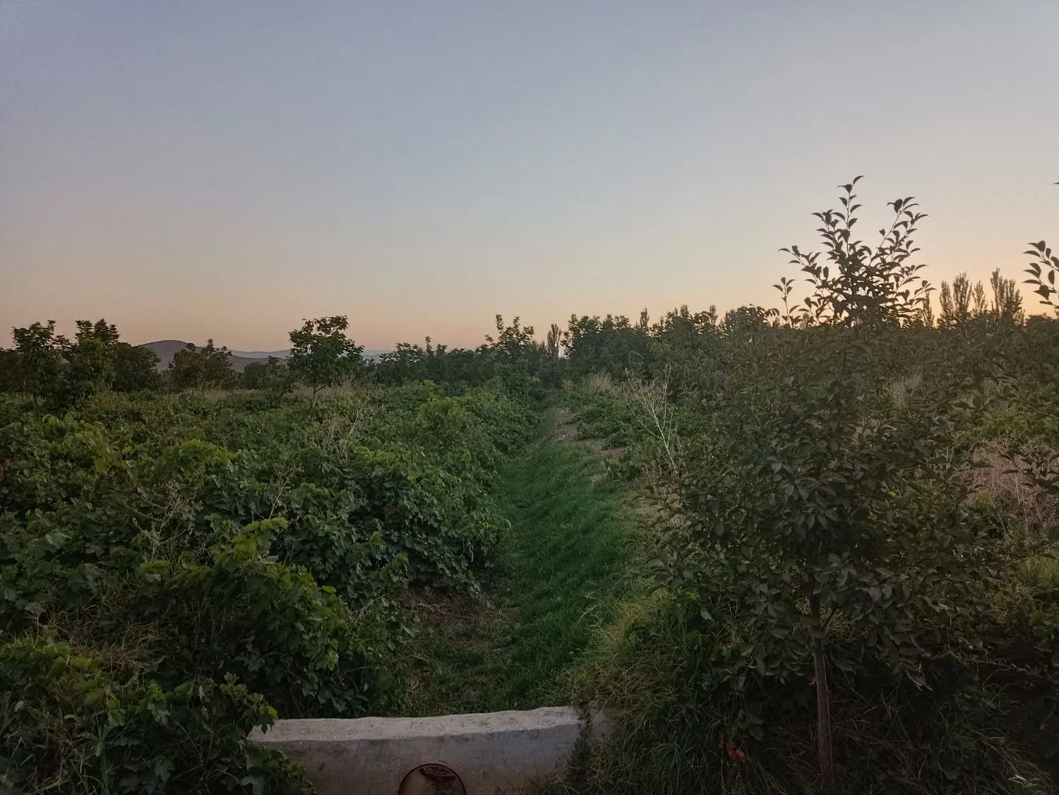 باغ انگوری
