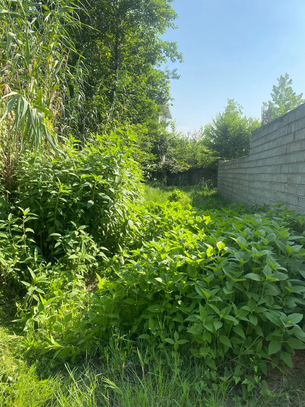 فروش زمین ساحلی