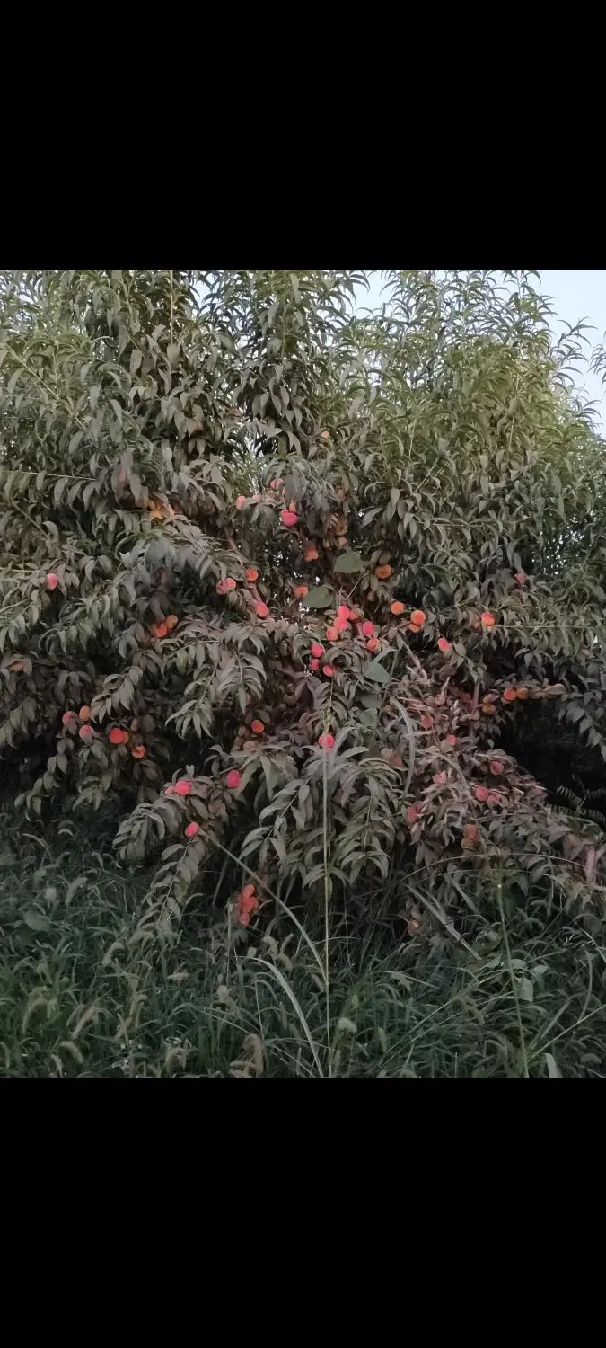 فروش یک قطعه باغ
