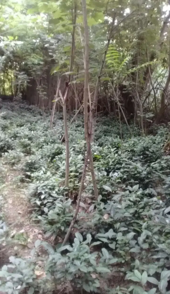 فروش زمین مسکونی ب متراژ ۱۷۰ و ۳۲۰ متر
