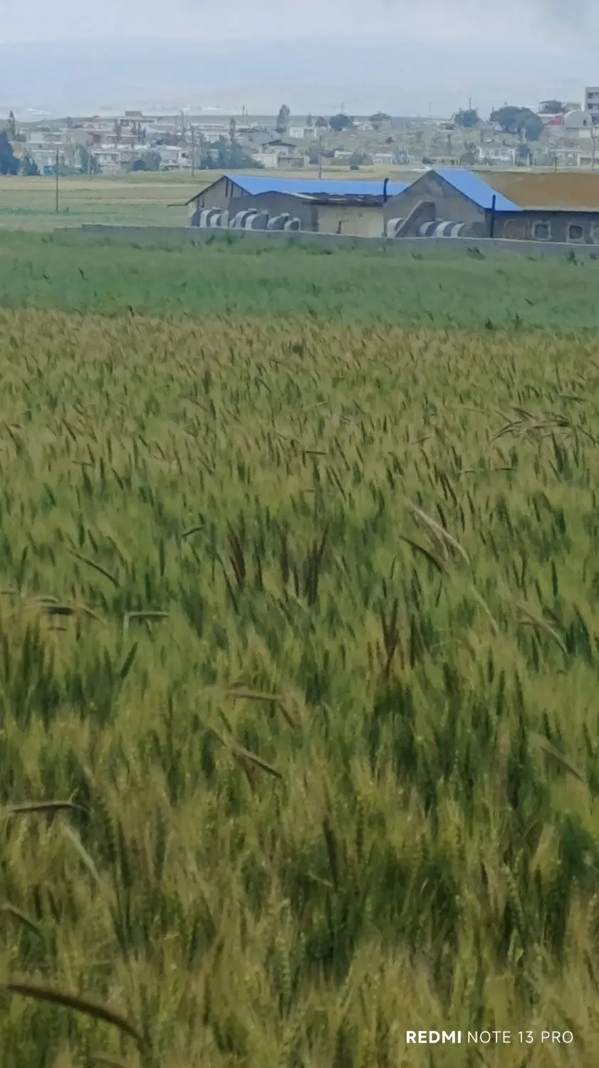 زمین کشاورزی روستایی دگرماندرق توابع نمین فندقلو