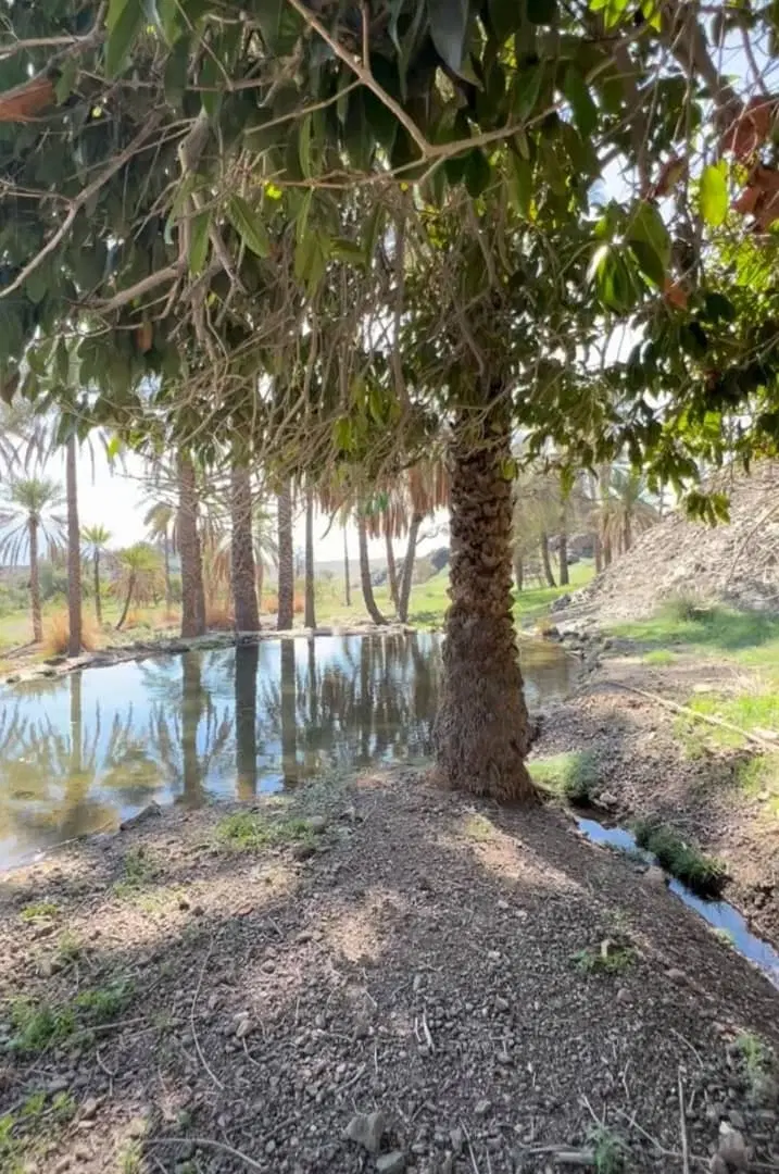 زمین