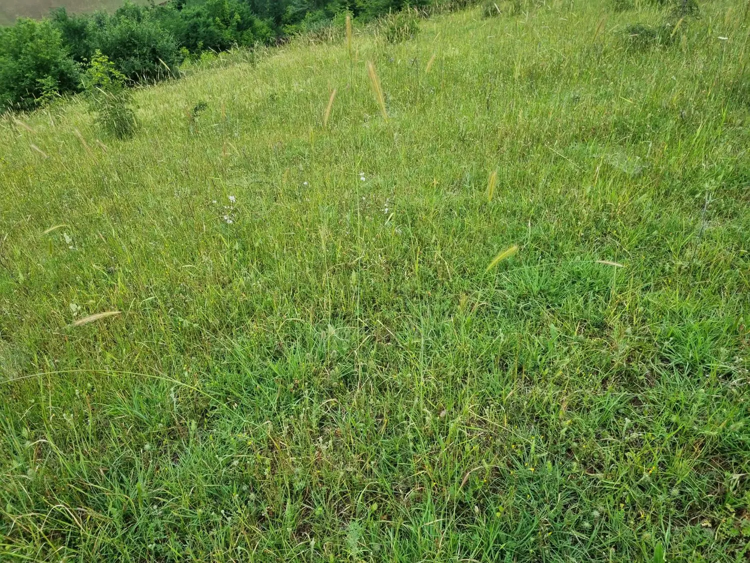 زمین  باغی قطعه ۲۰۰متری روستای چاک پشتهان