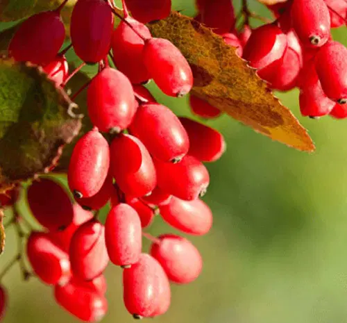 باغ پسته زرشک گردو  کل باغ دارای آب فراوان یک ساعت