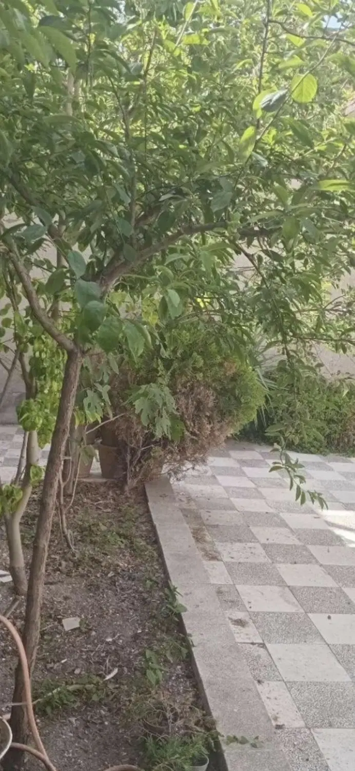 ۲۰۰ متر کلنگی_ قلمستان محمدی_ حسابی