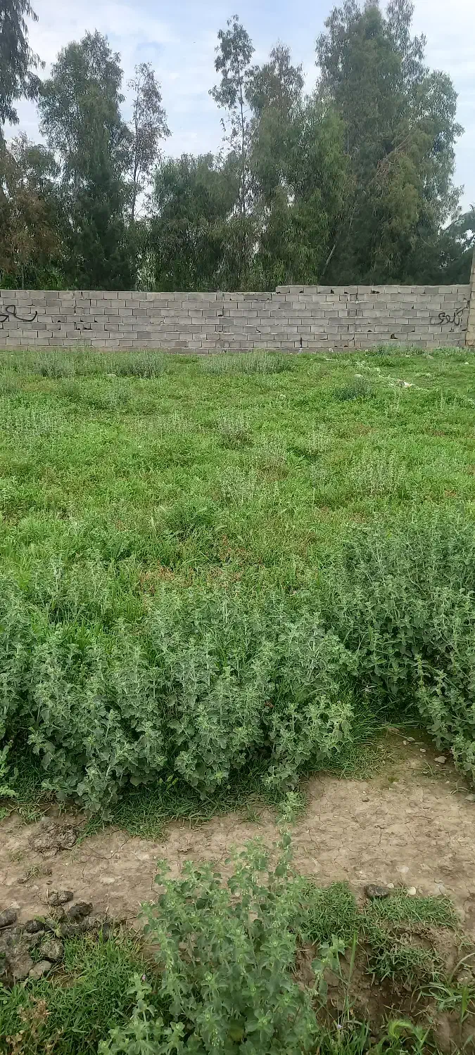 زمین فروشی رحمت آباد