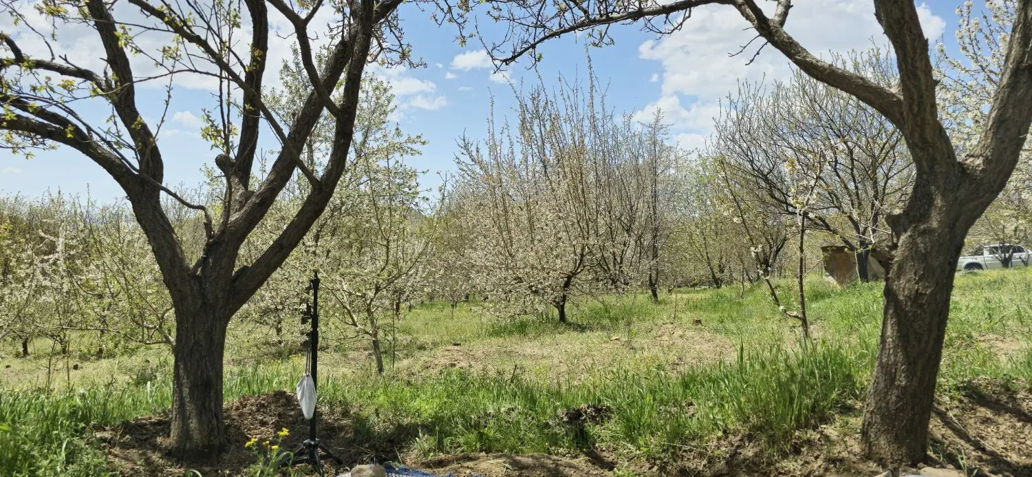باغ میوه روستای اعظم اباد