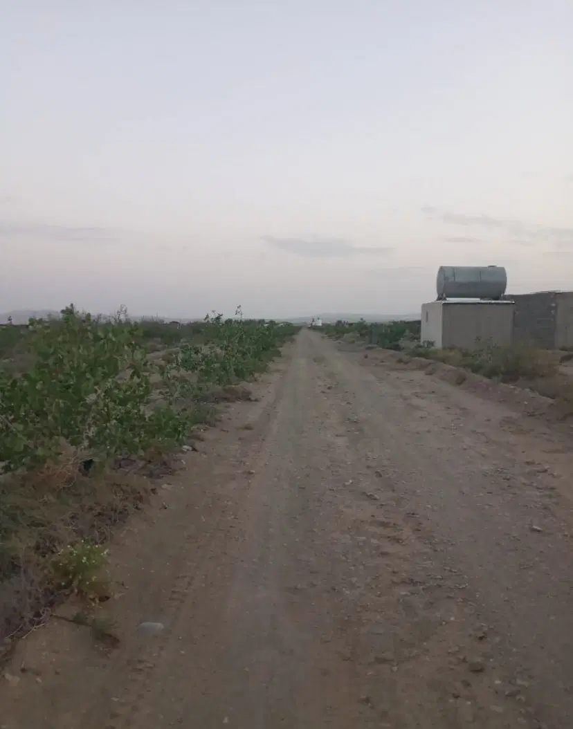 زمین باغ پسته
