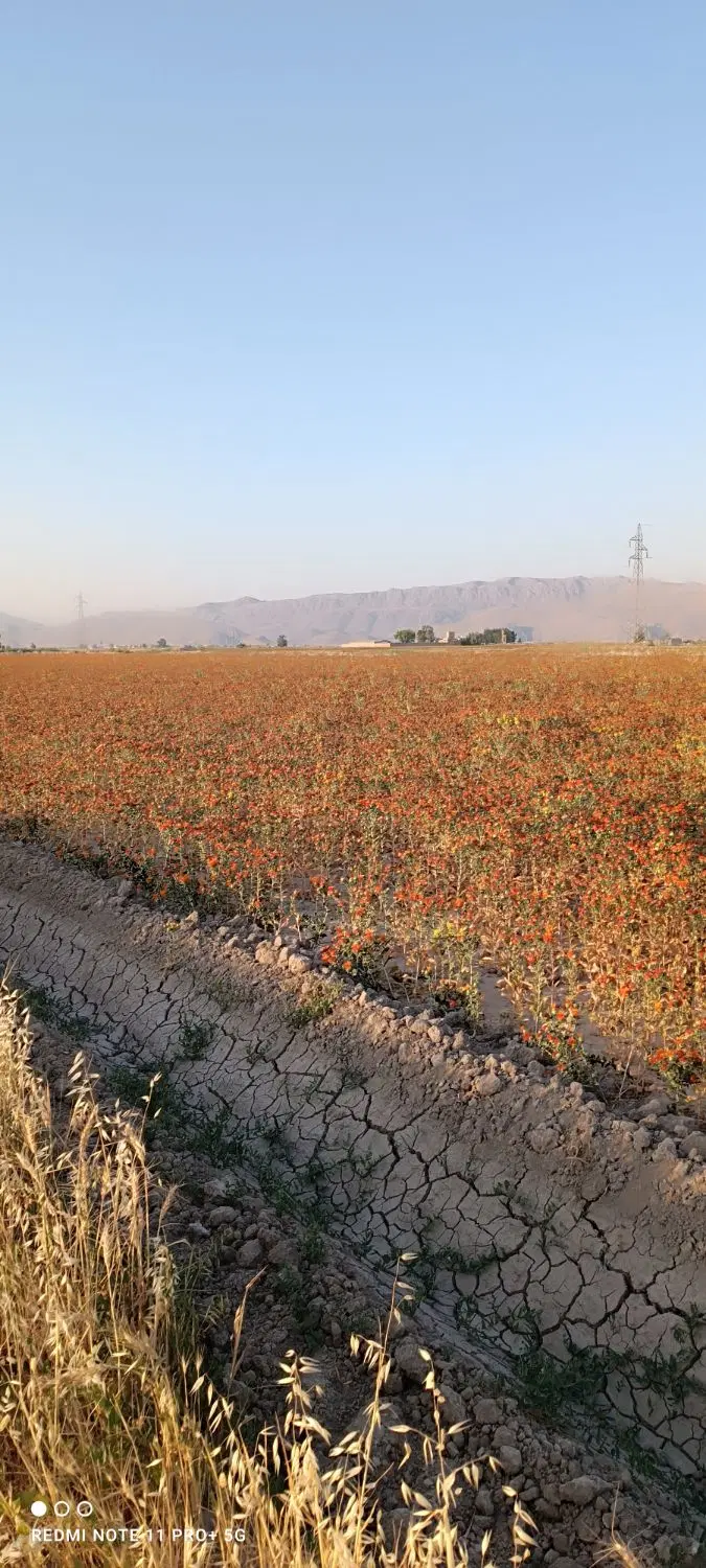 زمین زراعی