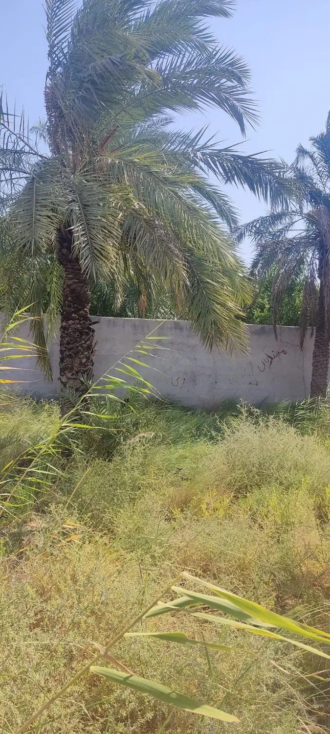 زمین مسکونی در دارخوین
