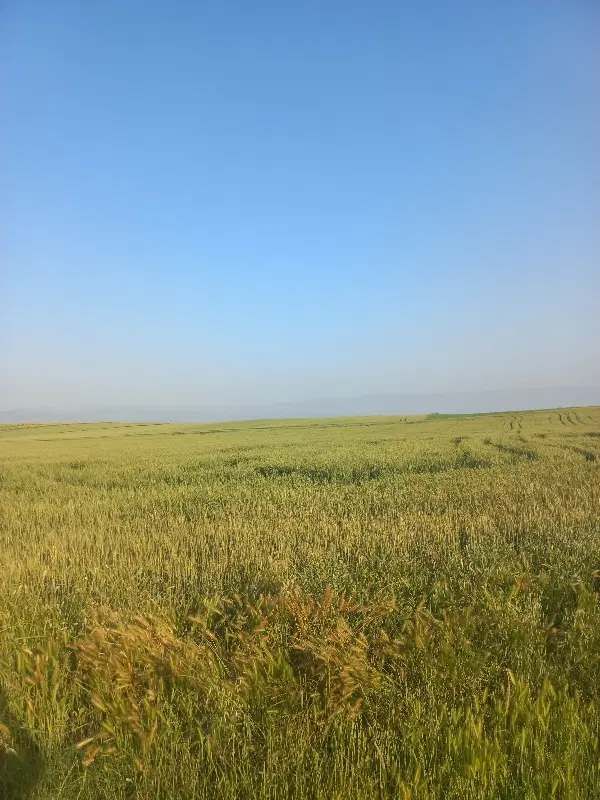 زمین کشاورزی