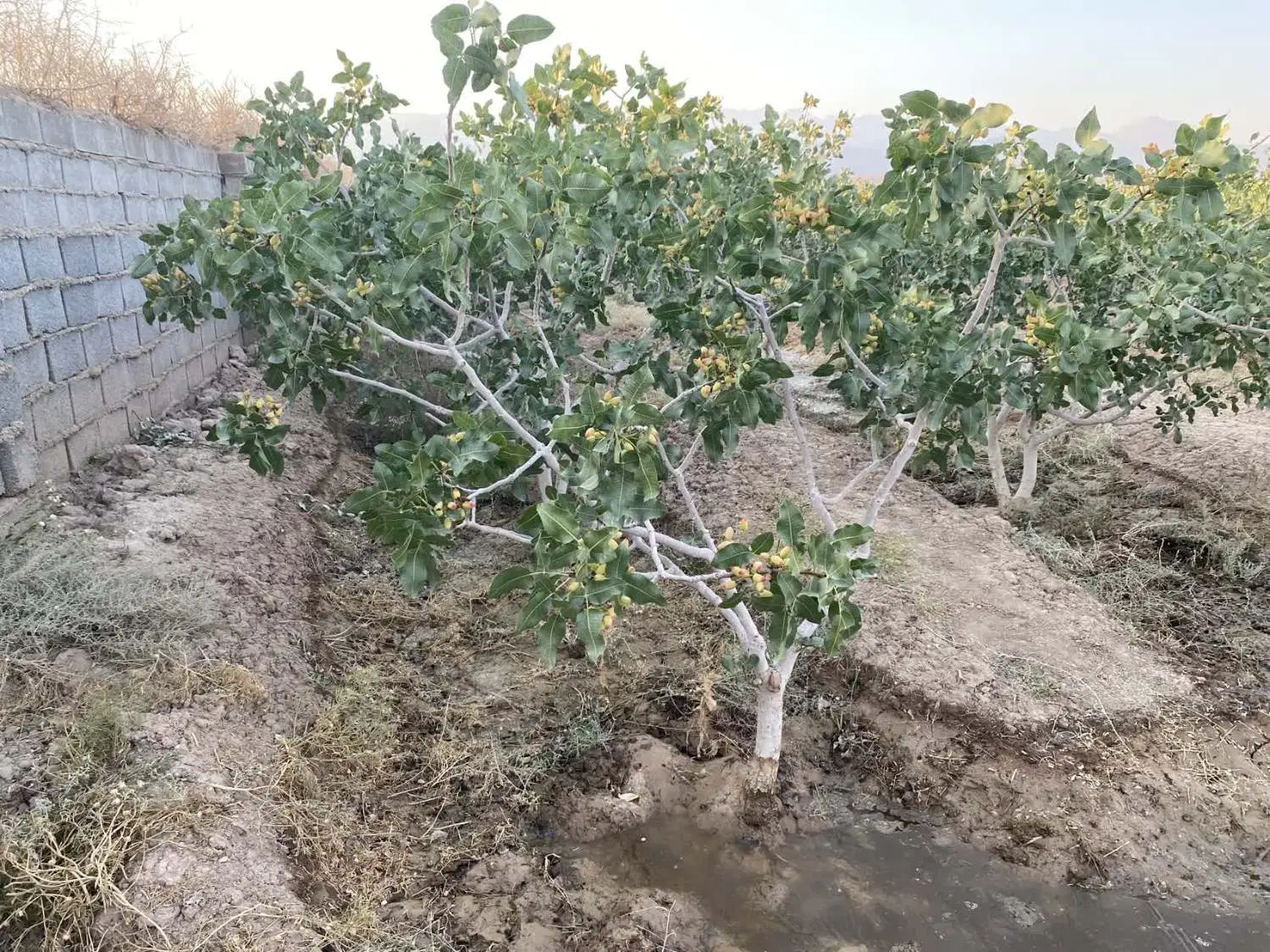 فروش باغ پسته در روستای طاق(10 کیلومتری دامغان)