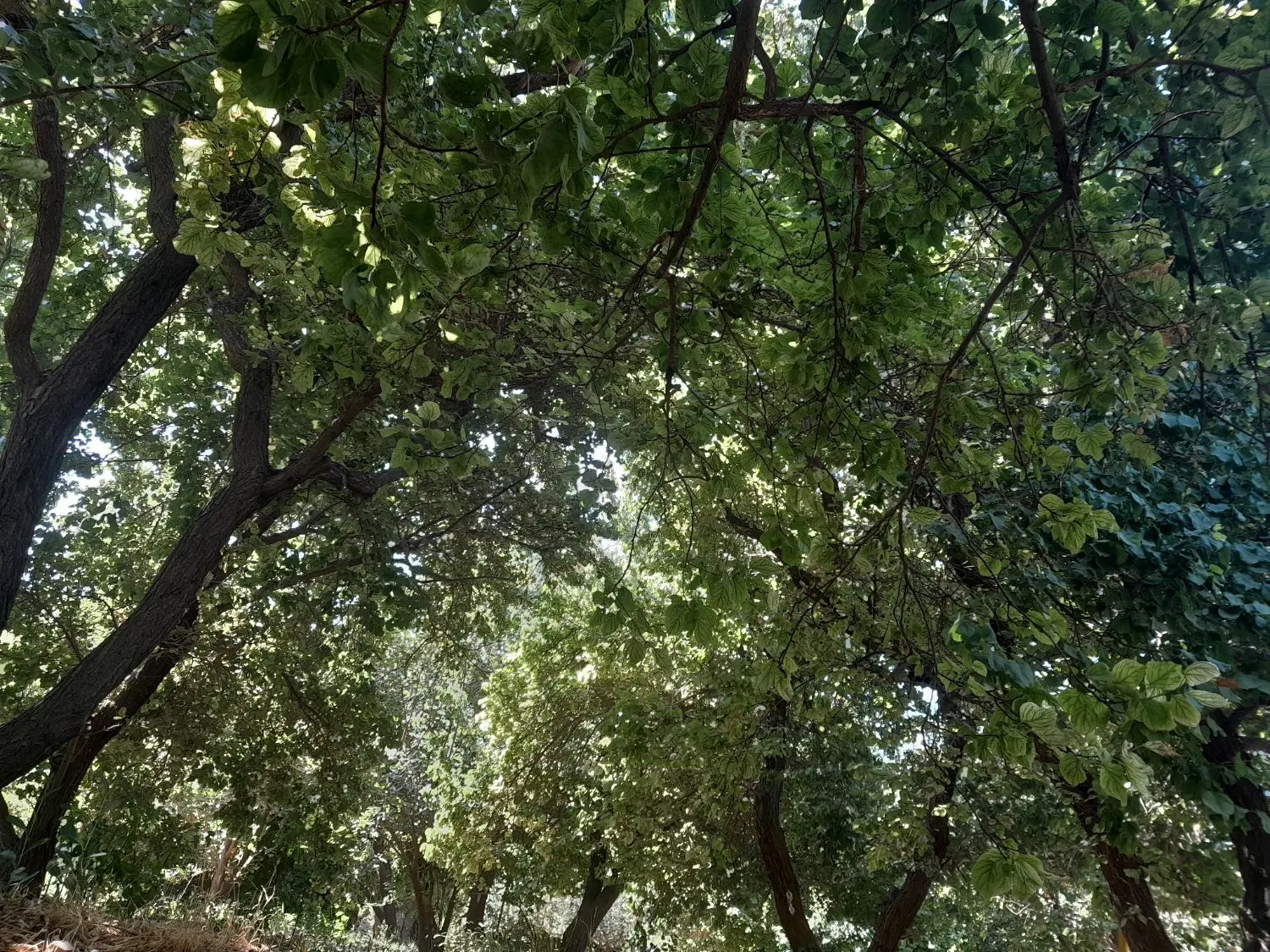 باغ ۵۰۰متری  کردزار