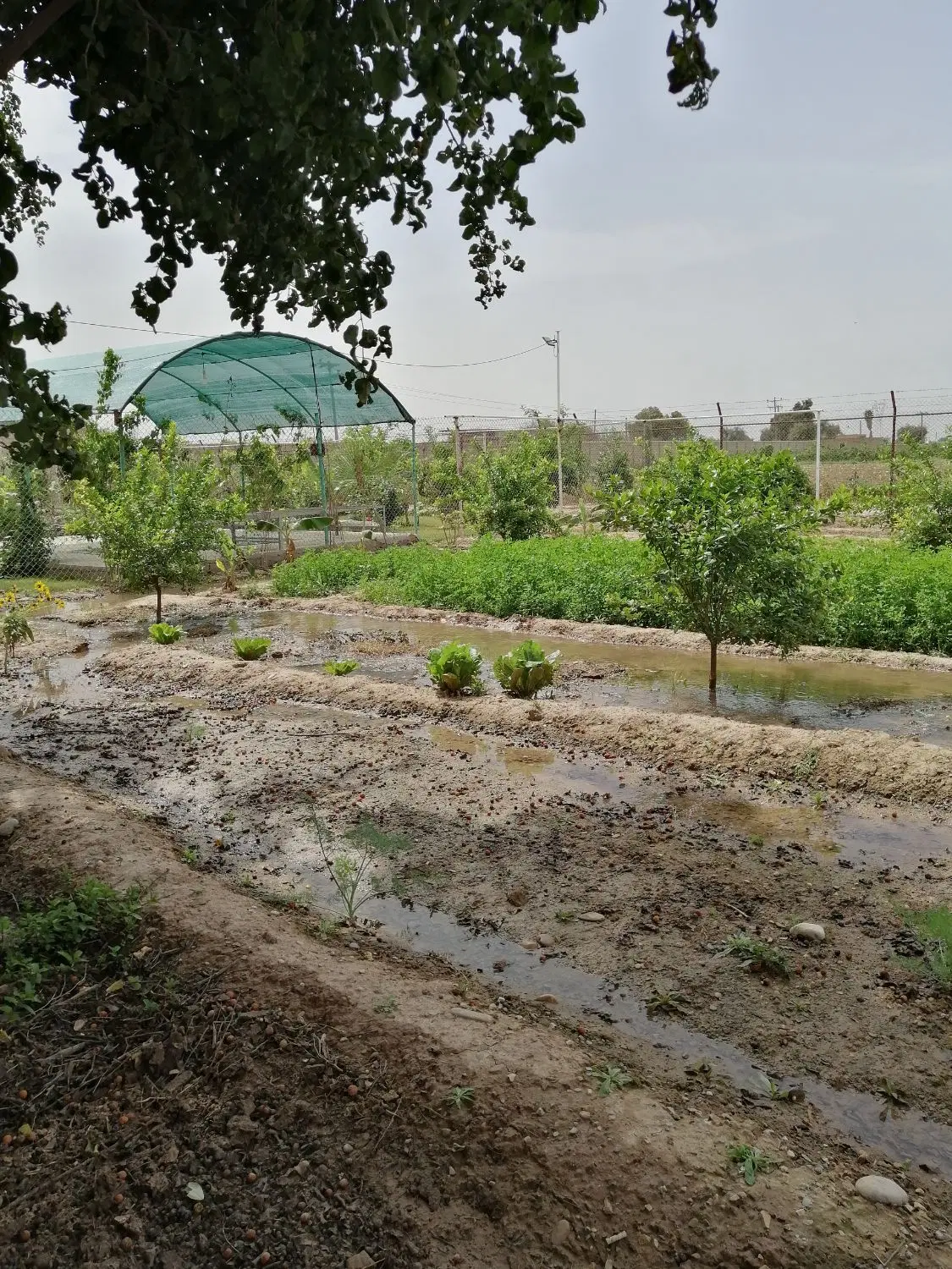 ویلایی 125 متری ارغوان شرقی 1