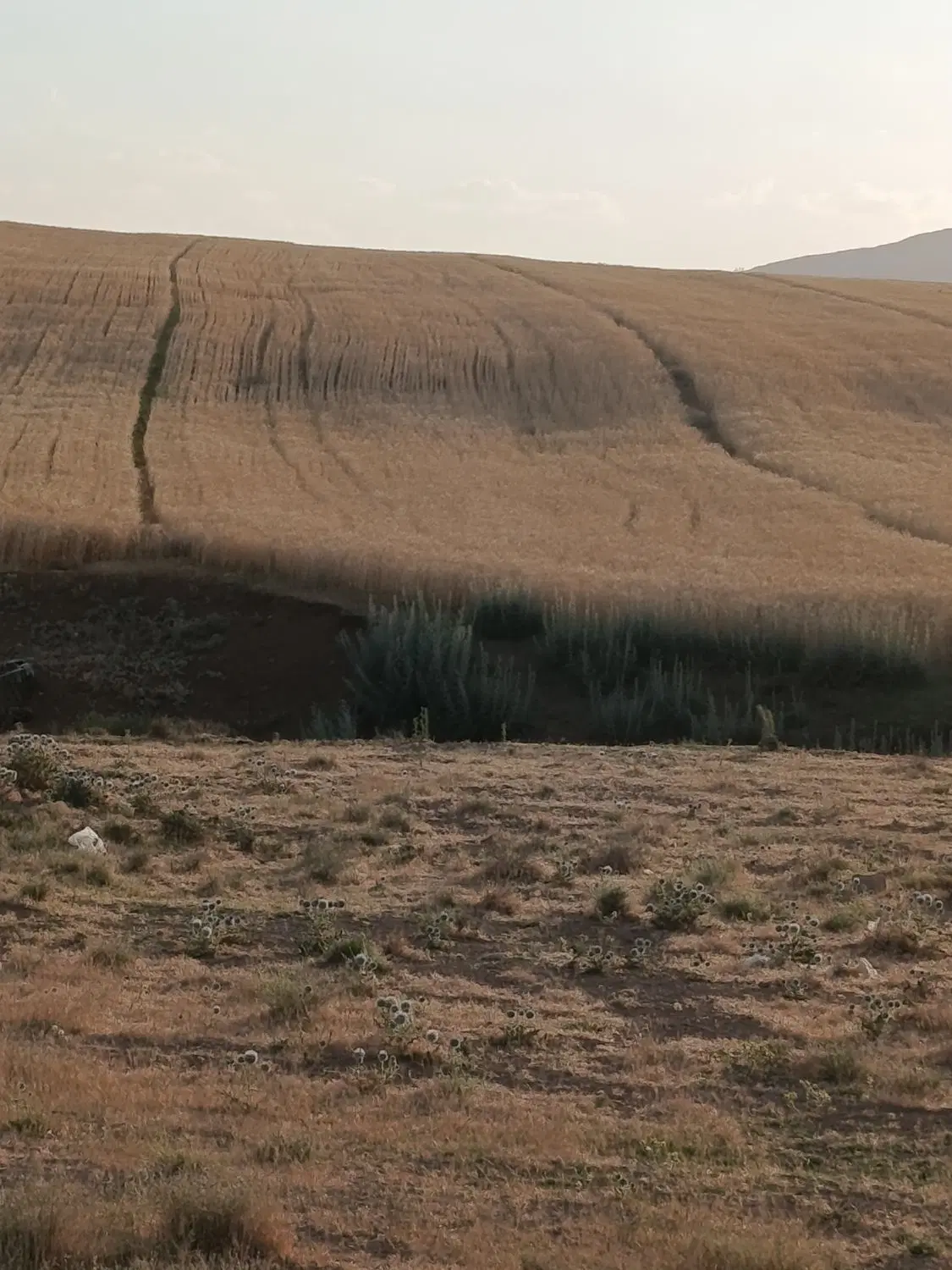 زمین زراعی