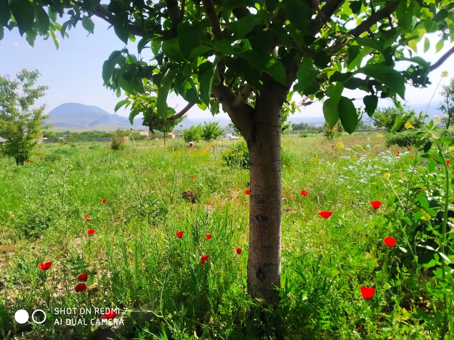 باغ در اسپیران